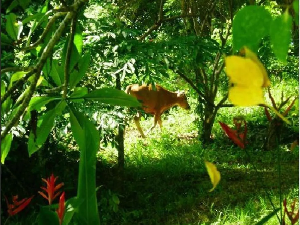 Udayana Kingfisher Eco Lodge Джимбаран 2*,  Индонезия
